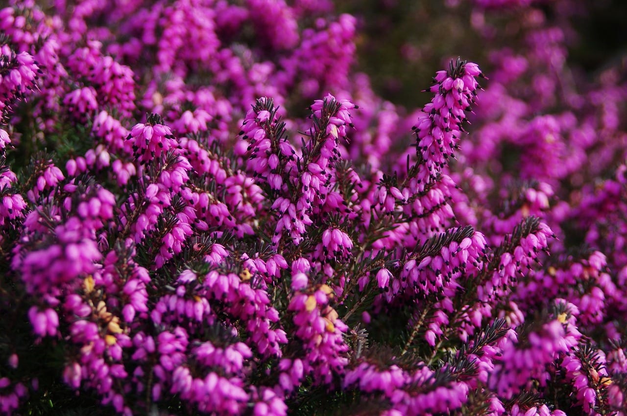 Calluna vulgaris: cultivo, poda y suelo ácido