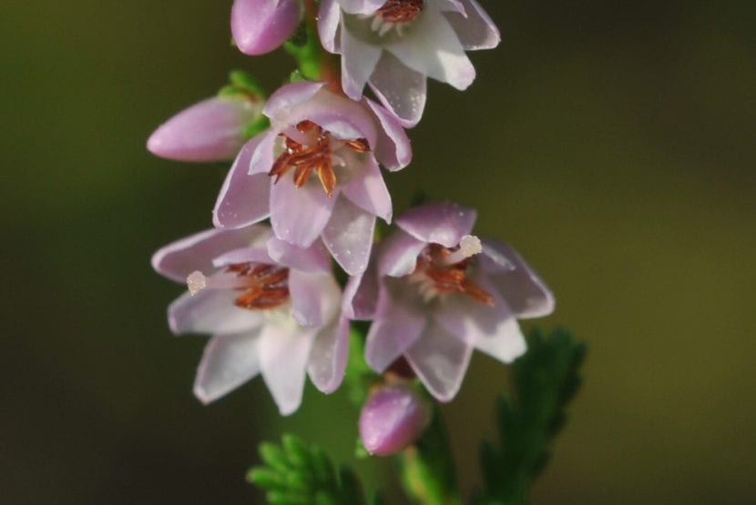 Mata de Calluna vulgaris en plena floración de otoño