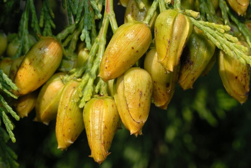 Conos maduros de Calocedrus decurrens abiertos sobre el ramillo