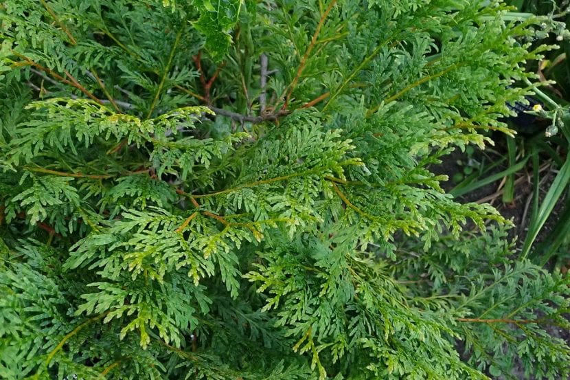 Follaje de Calocedrus macrolepis con las escamas anchas características