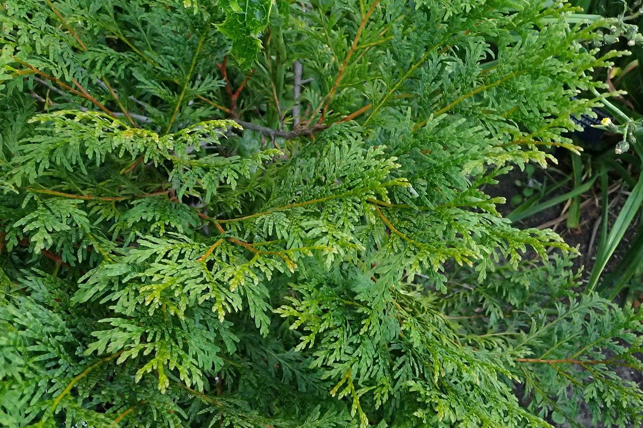 Calocedro: cultivo, riego y poda del cedro de incienso
