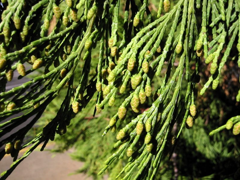 Ejemplar de Calocedrus decurrens de porte columnar