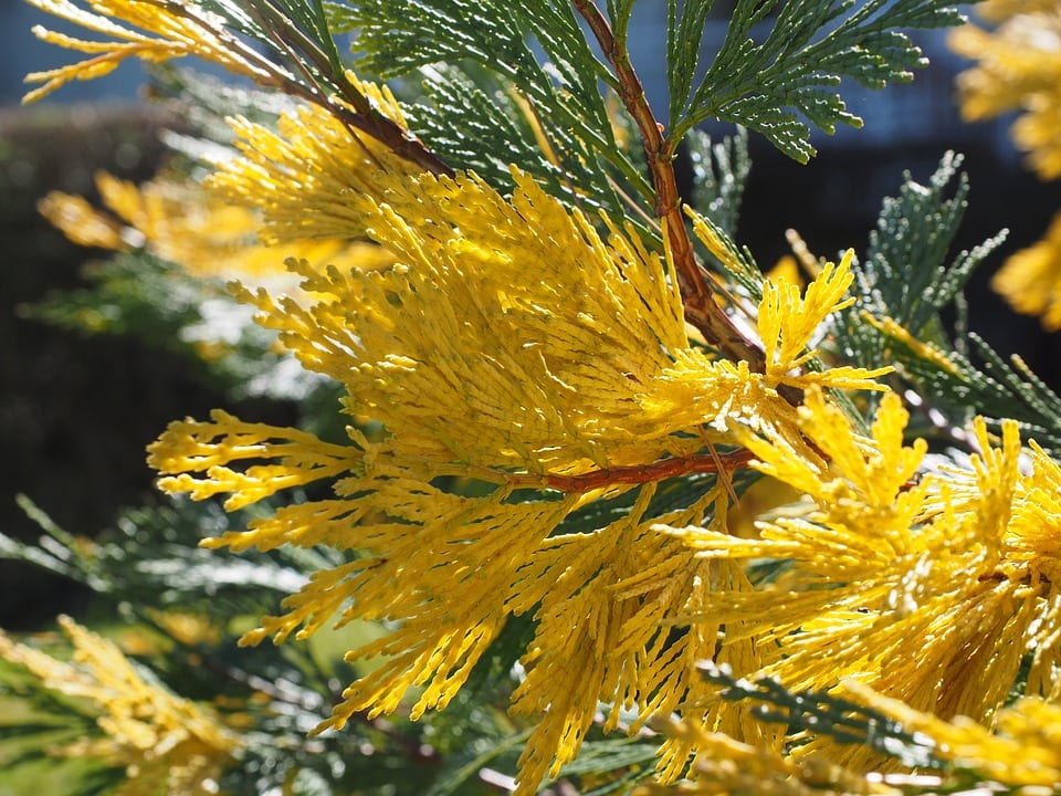Detalle de las ramillas aplanadas y escamosas del Calocedrus decurrens