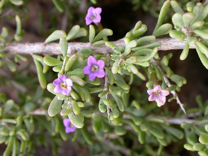 Mata de Lycium intricatum en su hábitat costero