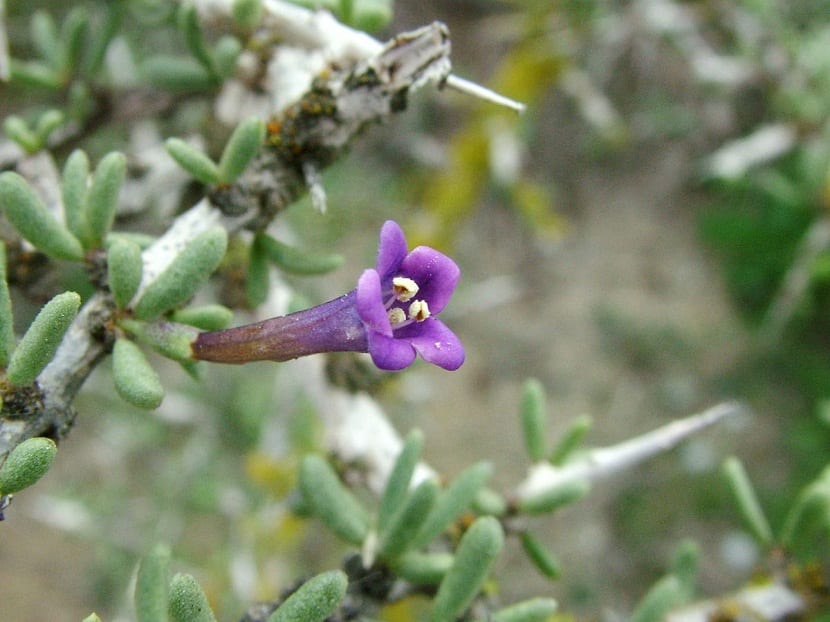 Cambronera (Lycium intricatum): guía de cultivo y cuidados