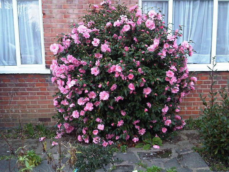 Flor de Camellia japonica en plena floración
