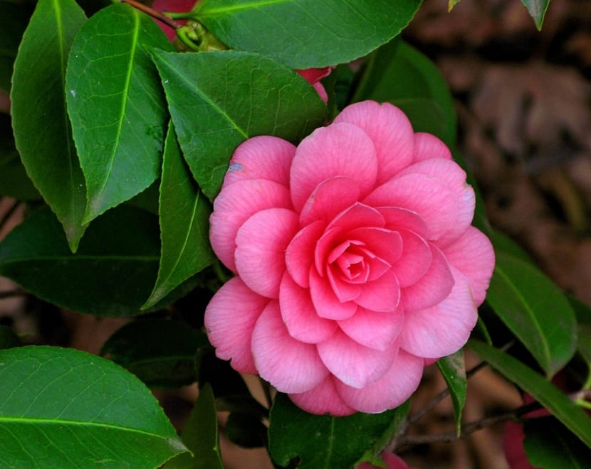 Camelia: cuidados, sustrato ácido, poda y enfermedades