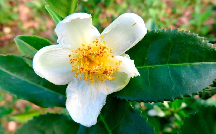 Flor blanca de Camellia sinensis con estambres amarillos