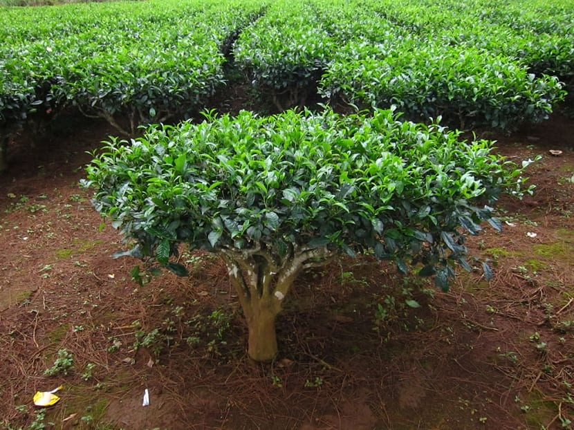 Camellia sinensis: cultivo de la planta del té en España