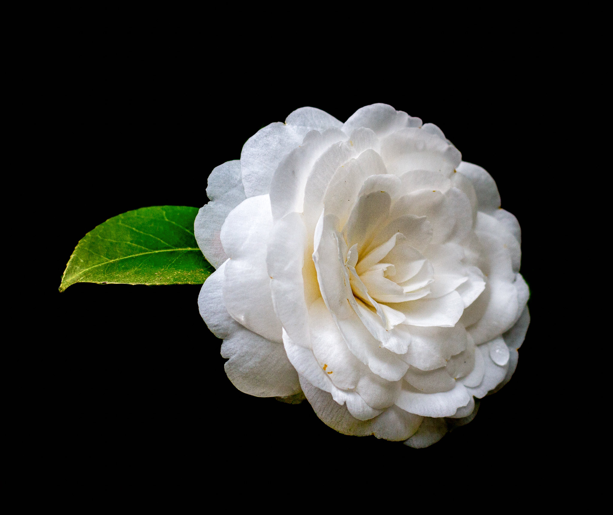 Flor roja de Camellia japonica sobre follaje perenne