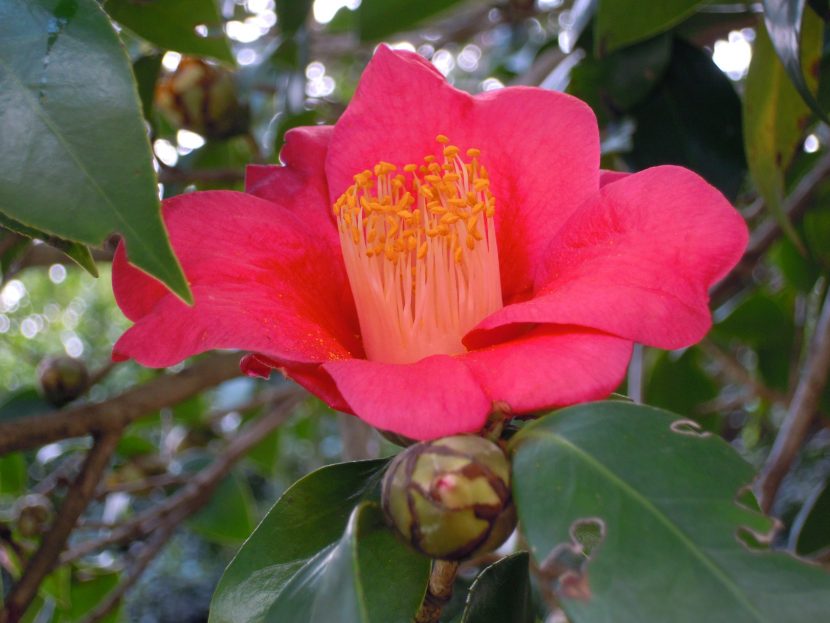 Camellia sasanqua en floración otoñal