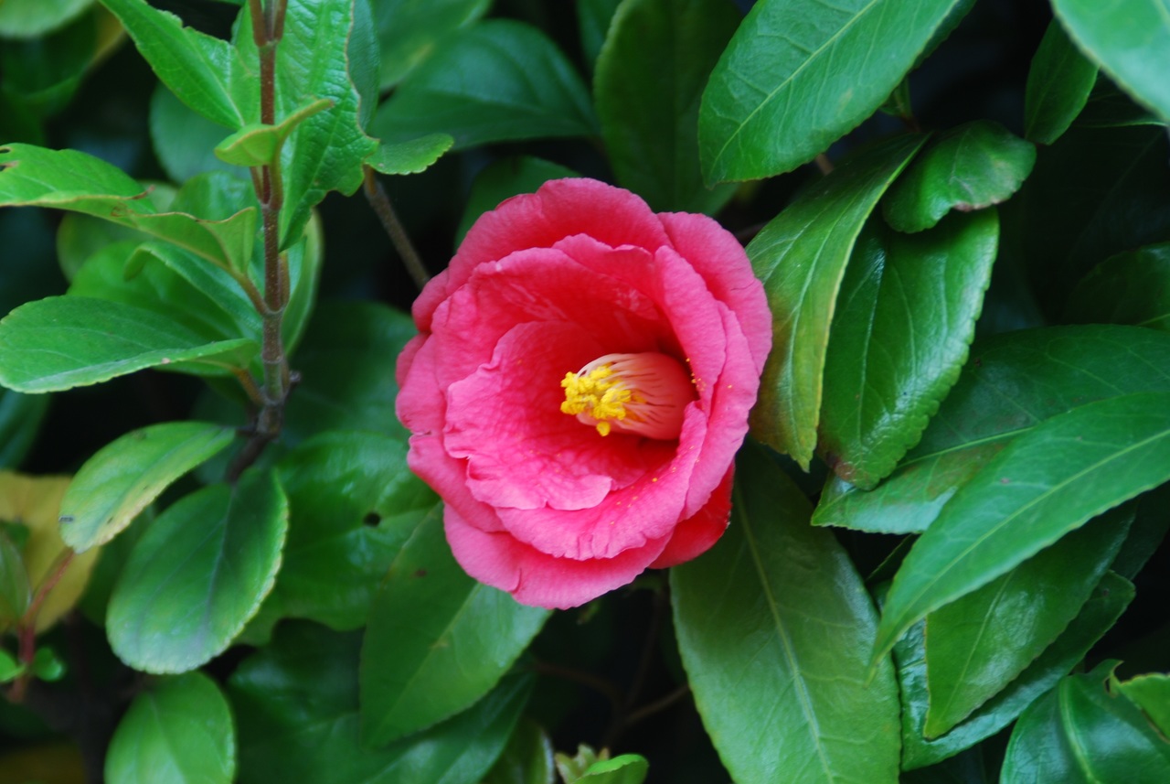 Camelia: especies, plantación y cuidados del arbusto