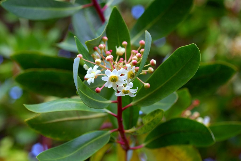 Canelo (Drimys winteri): cultivo, poda y resistencia al frío