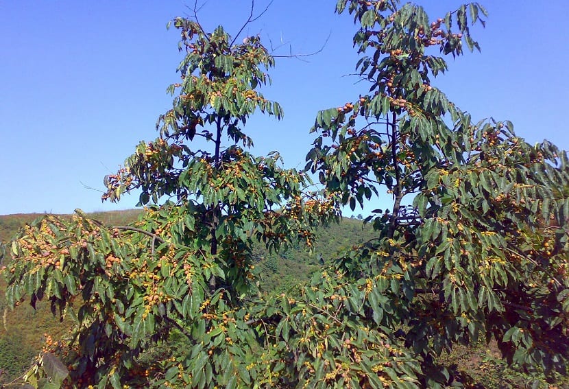 Caqui silvestre (Diospyros lotus): cultivo, patrón y frutos