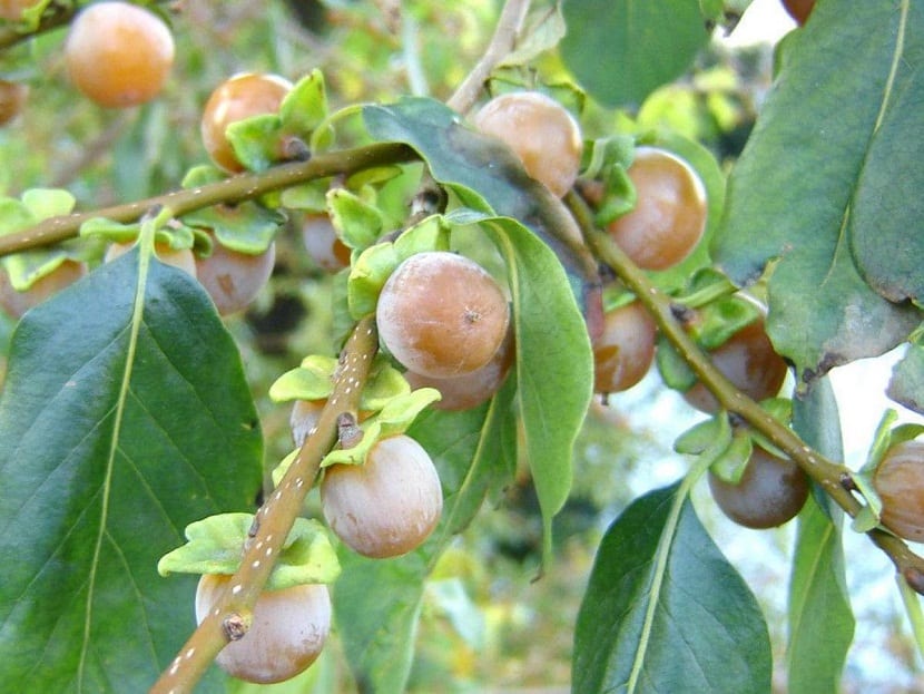 Rama de caqui silvestre cargada de frutos pequeños