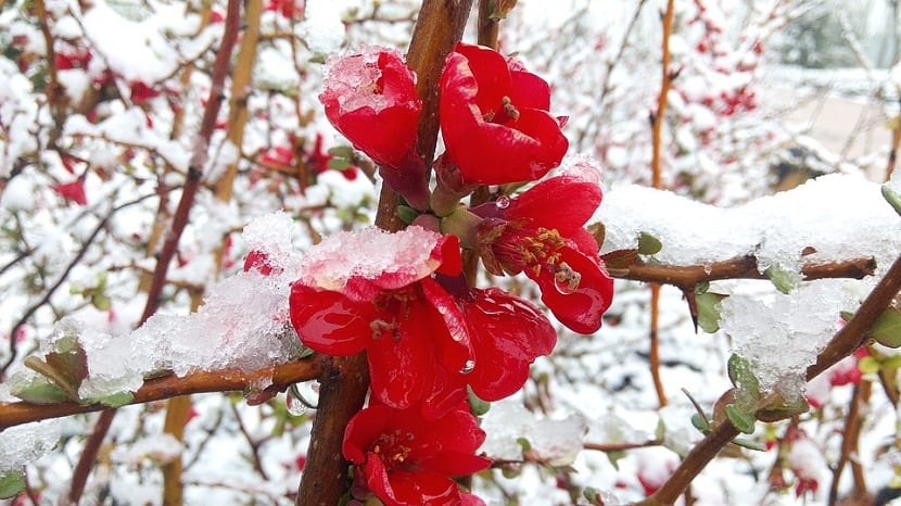 Membrillero japonés en invierno con las ramas desnudas