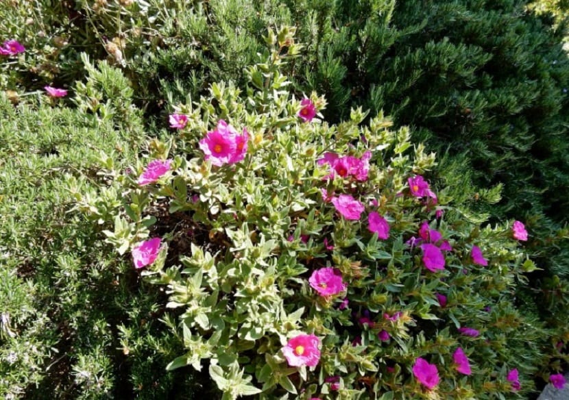 Mata de jara negra en flor