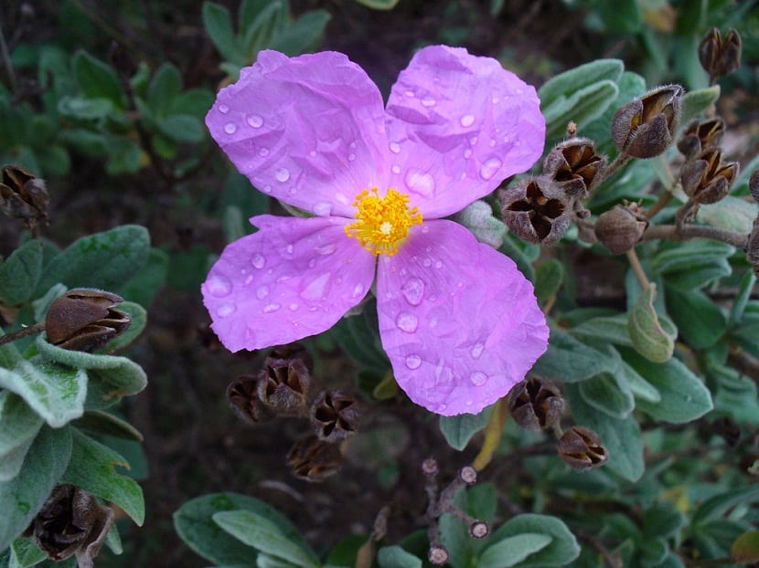 Flor blanca de jara con estambres amarillos