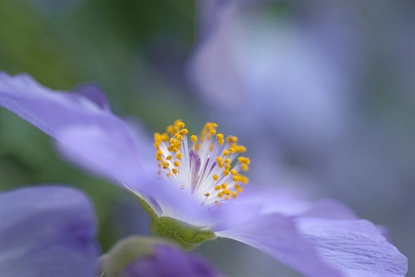 Arbusto de Abutilon x suntense en flor