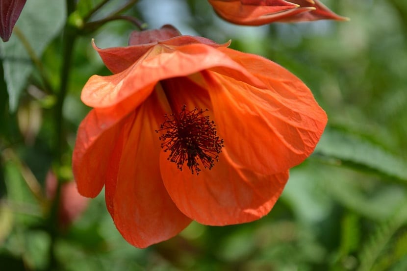 Abutilon: cultivo, cuidados, poda y plagas del farolito