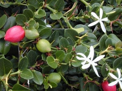 Arbusto de carisa en flor con flores blancas estrelladas