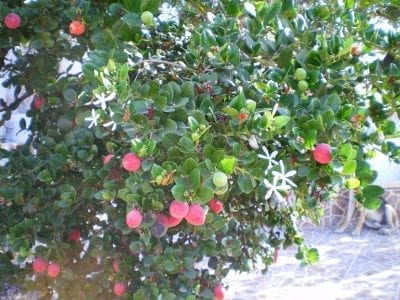 Frutos rojos de la carisa o ciruelo de Natal en la planta