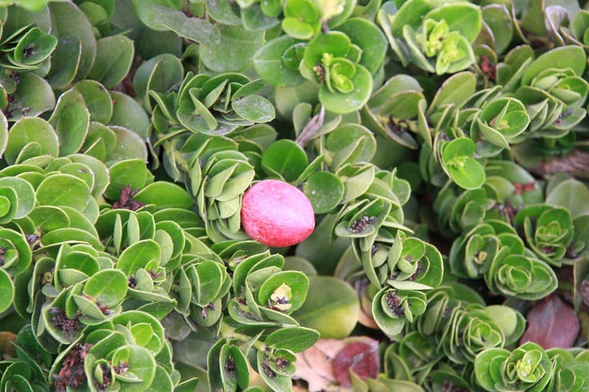 Carisa (Carissa macrocarpa): cultivo, riego y poda
