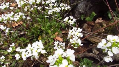 Arabis caucasica creciendo sobre suelo húmedo