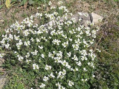 Mata de Arabis caucasica cubierta de flores blancas