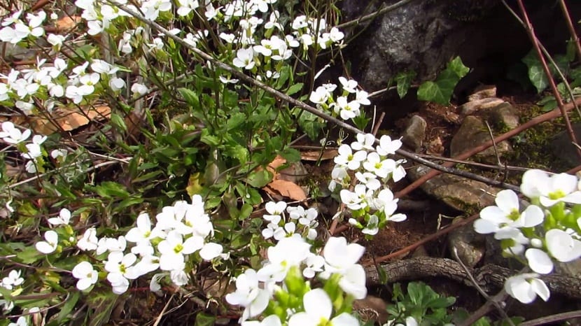 Arabis caucasica: cultivo, cuidados y plagas