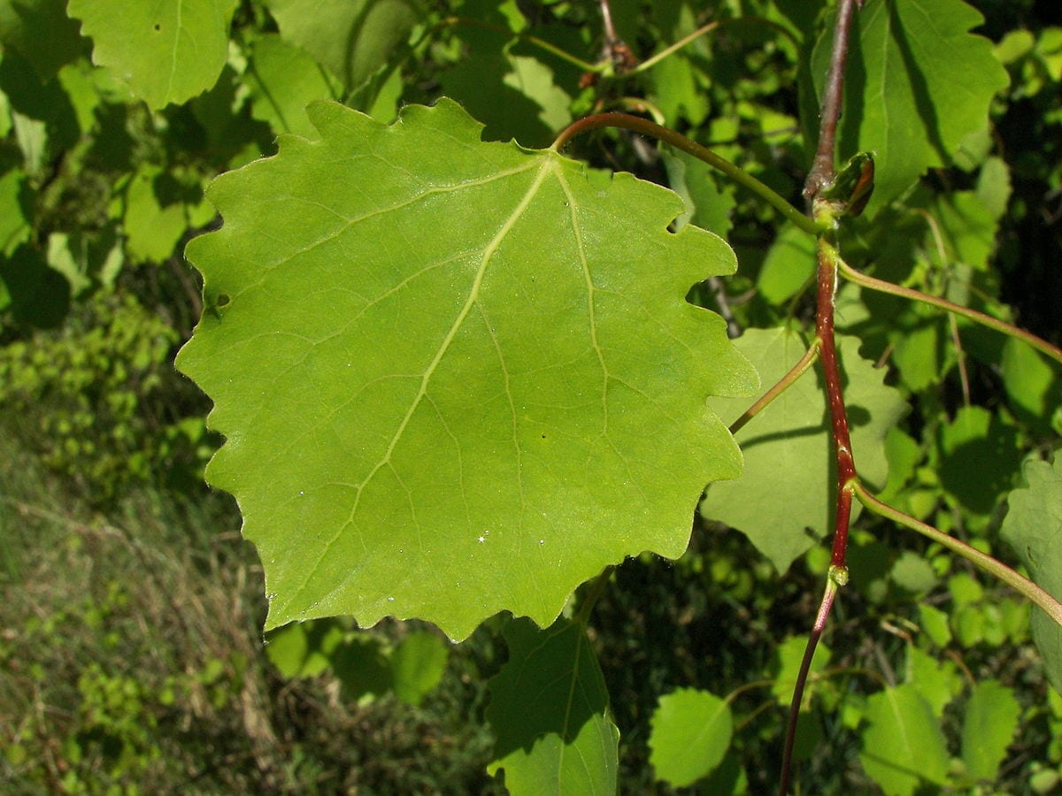 Populus tremula: características, hoja y cultivo del temblón