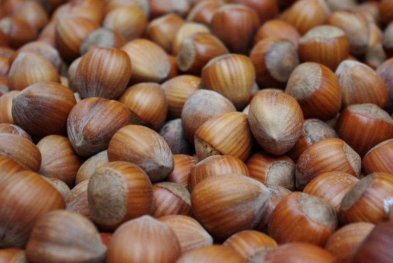 Avellanas maduras con su involucro de brácteas