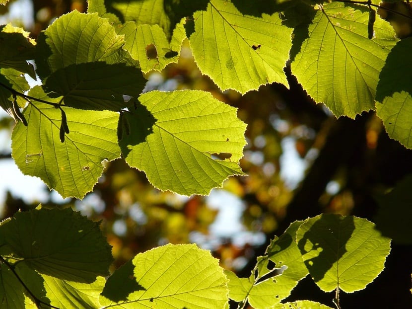Avellano: características, floración y cuajado del fruto
