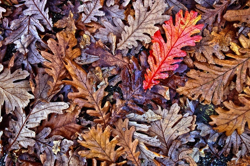 Hoja de roble: características y claves para identificar cada Quercus