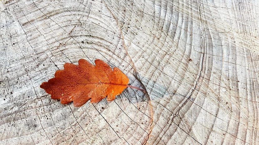 Hoja de roble caída sobre el suelo del bosque