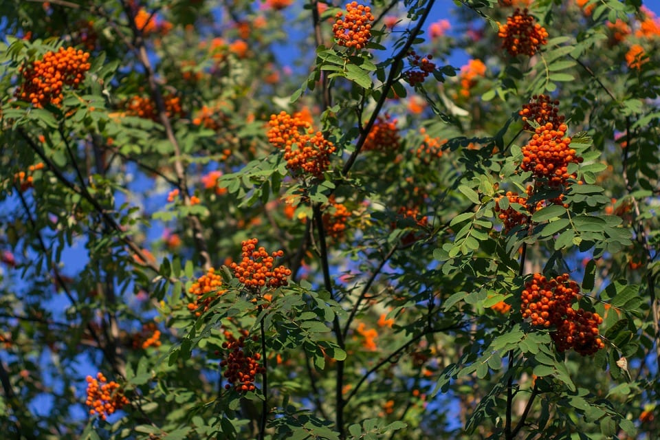 Ejemplar de Sorbus con el follaje otoñal