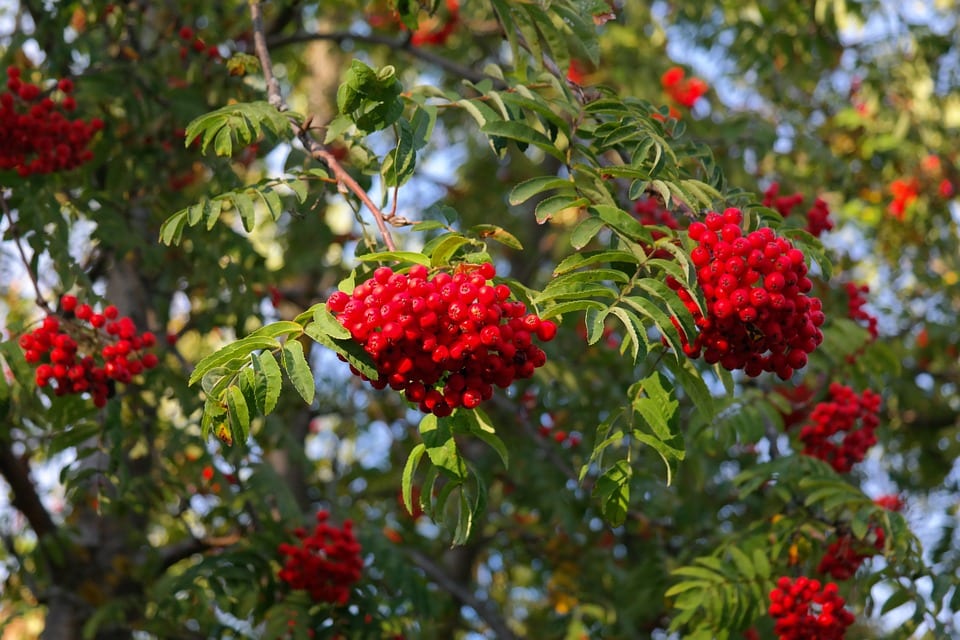 Racimos de bayas rojas de Sorbus aucuparia