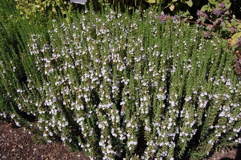 Ajedrea púrpura en flor con espigas violetas