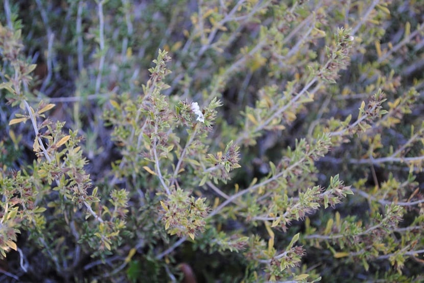 Mata de morquera o ajedrea en su medio natural