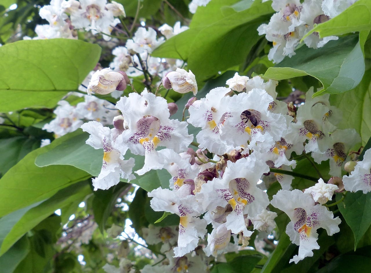 Catalpa en flor con panículas blancas en verano