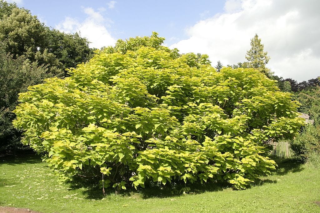Catalpa: variedades, plantación, poda y problemas