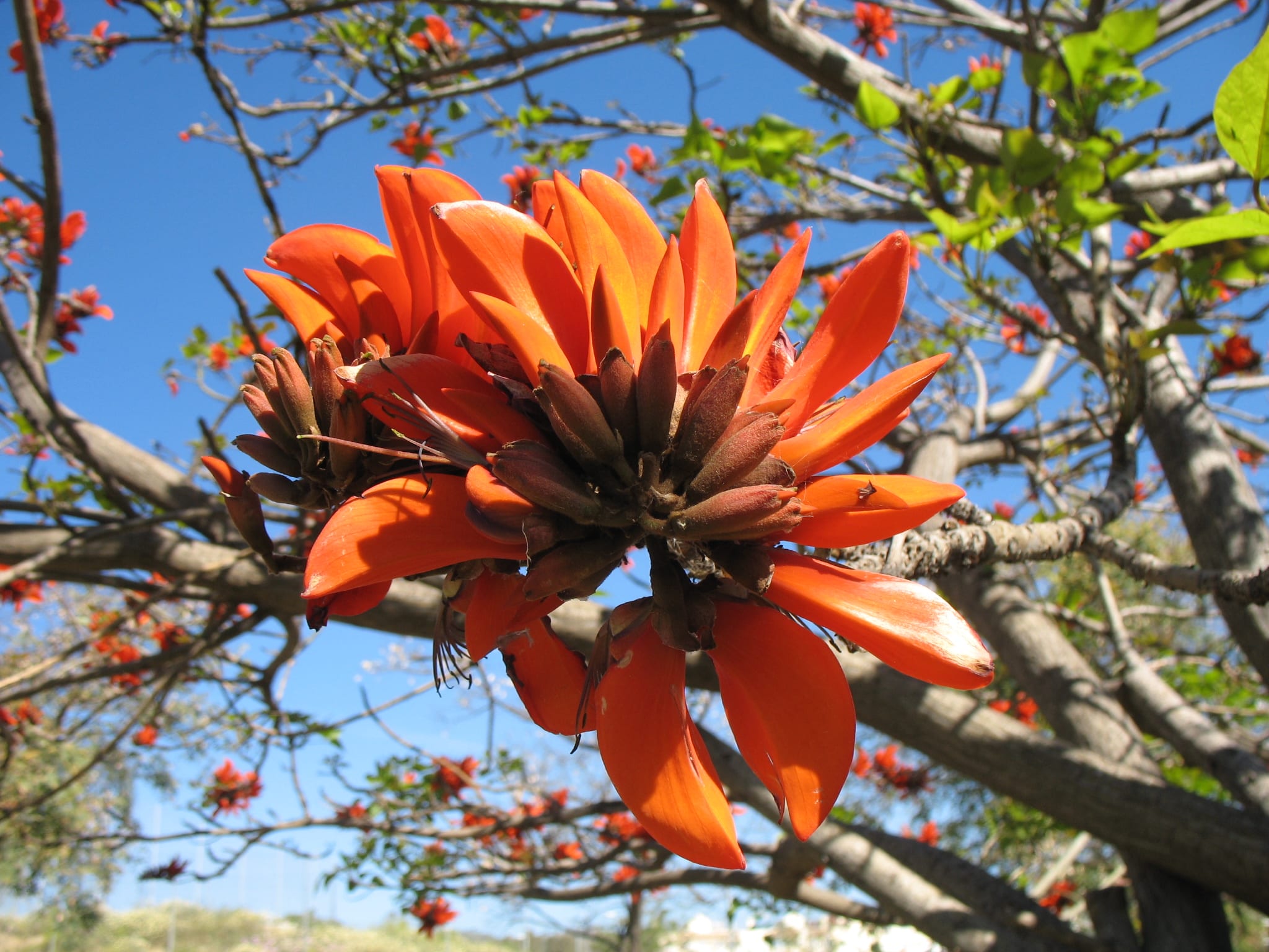 Flores escarlata de Erythrina caffra