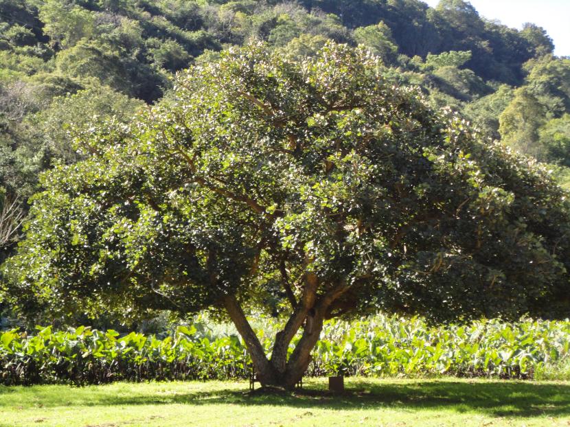 Ejemplar de Erythrina caffra en flor