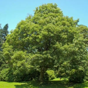 Acer pseudoplatanus, falso plátano