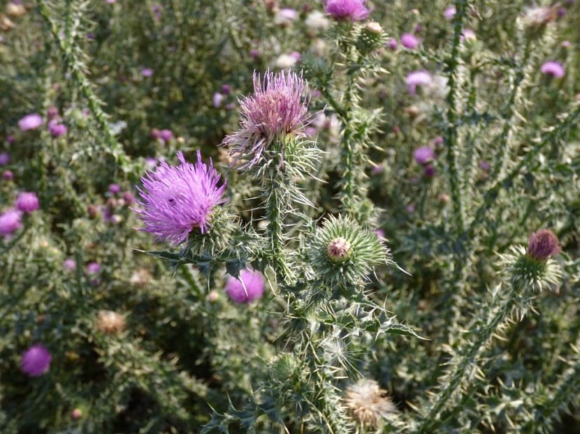 Carduus bourgaeanus, el cardo morado de la dehesa