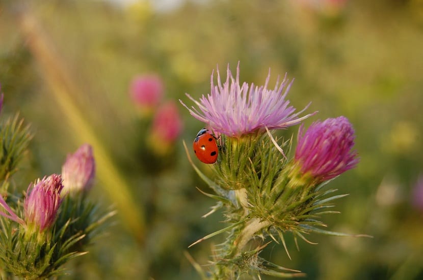 Mariquita posada sobre una flor de cardo