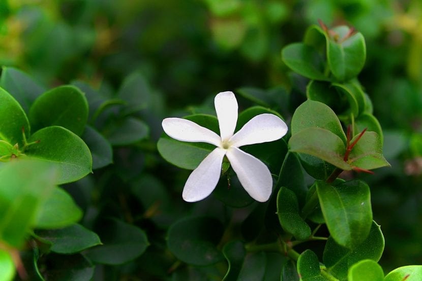 Flor blanca de Carissa macrocarpa