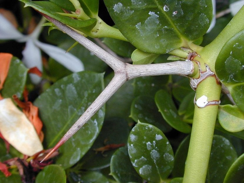 Espina bifurcada característica de la Carissa macrocarpa