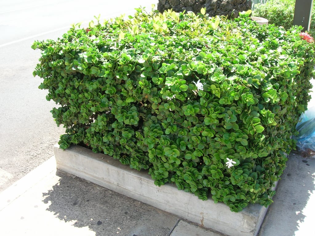 Carissa macrocarpa: cultivo, poda y fruto del ciruelo de Natal
