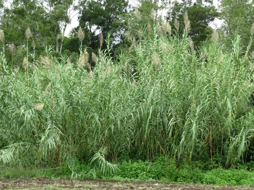 Cañas de Arundo donax formando una masa densa